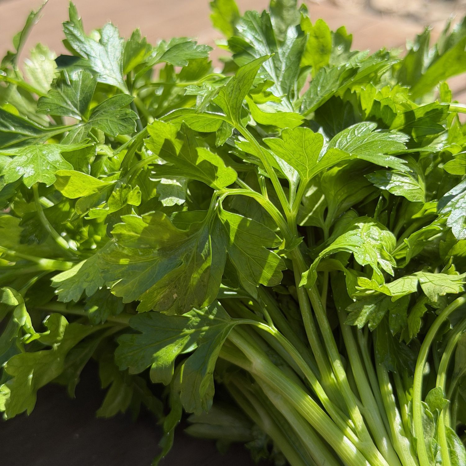 Italian Parsley - bu