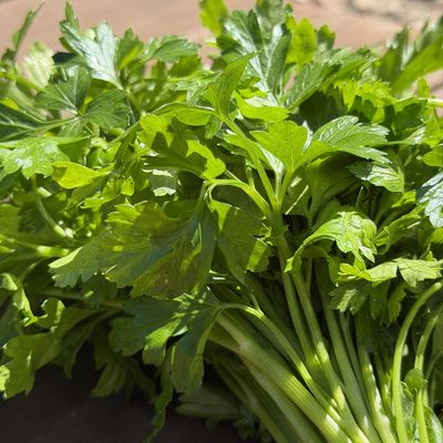 Italian Parsley - bu