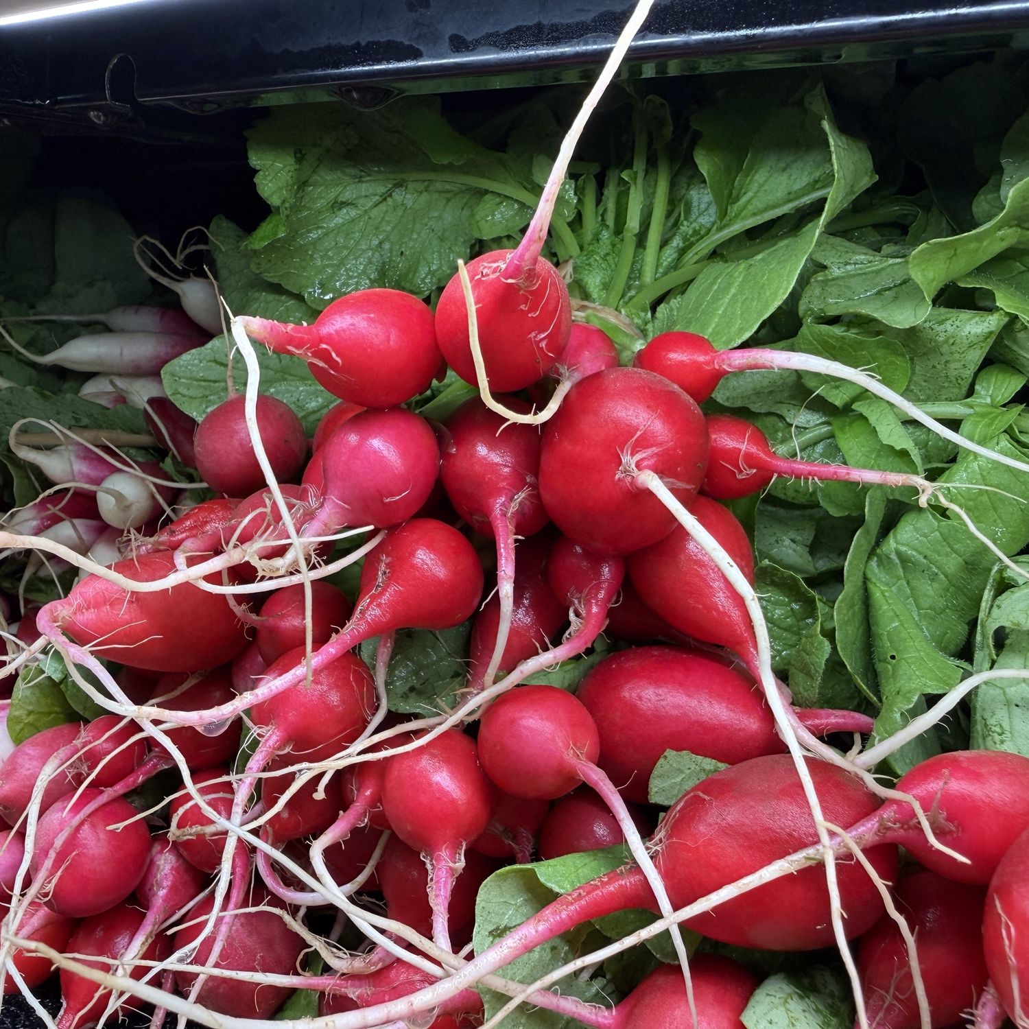 Red Round Radish (bag) - lb