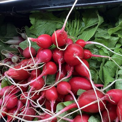Red Round Radish (bag) - lb