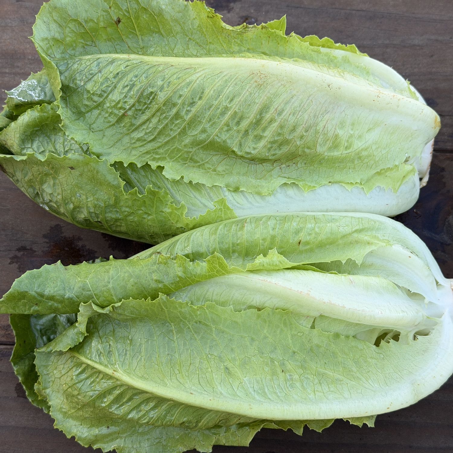 Romaine Lettuce - lb