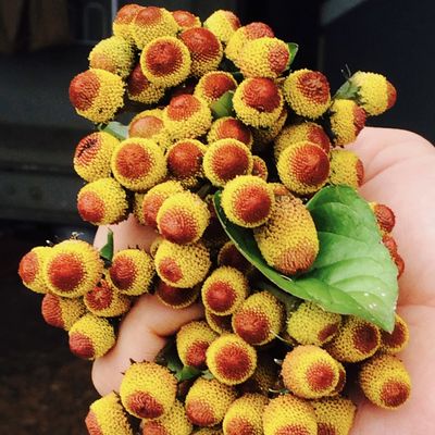 Spilanthes - bu