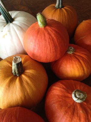 Pumpkins - Squash - lb