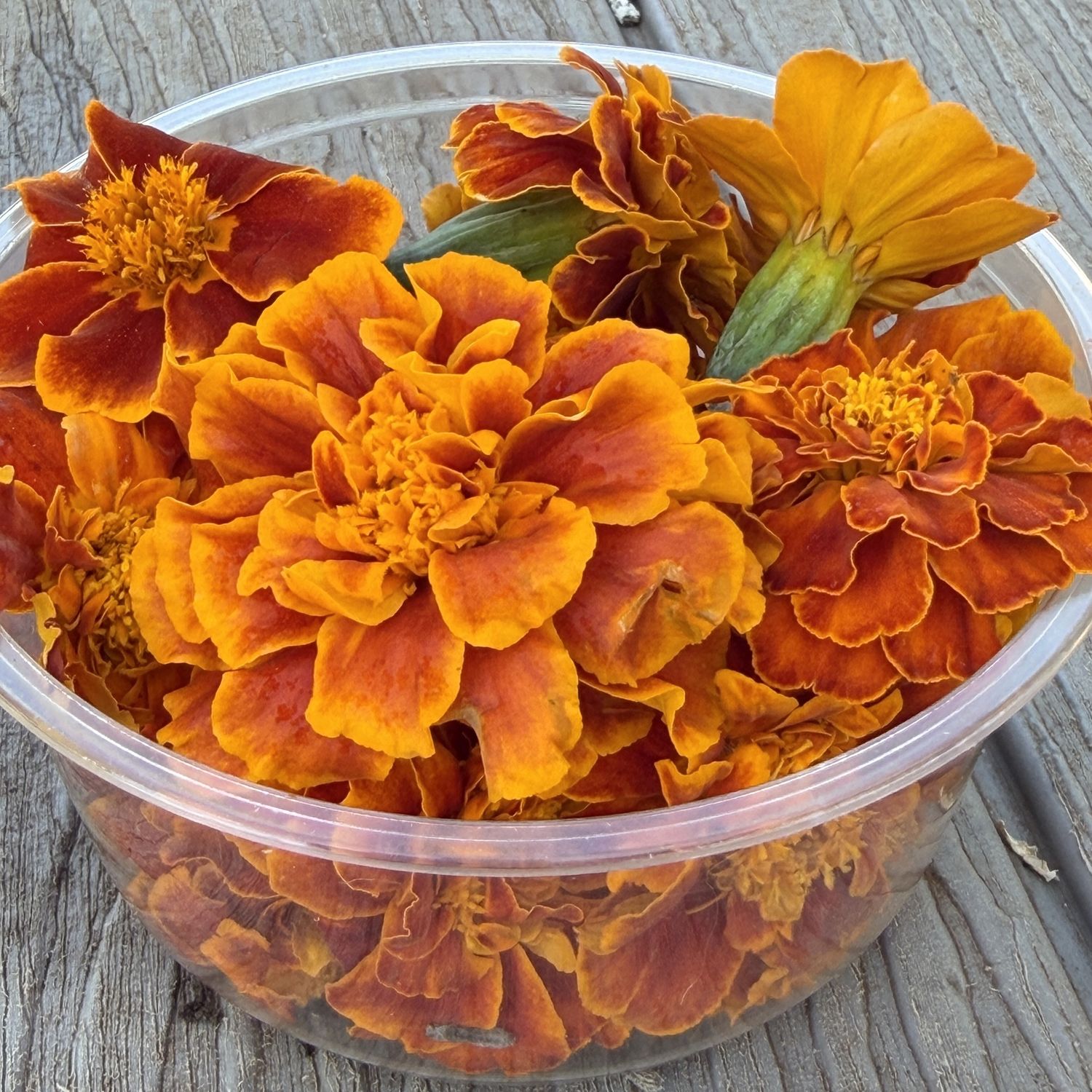 Marigold Edible Flowers - ea