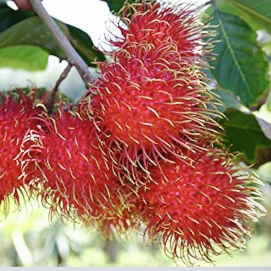 Rambutan - lb