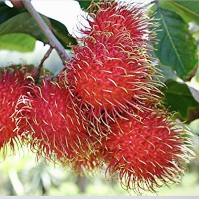 Rambutan - lb