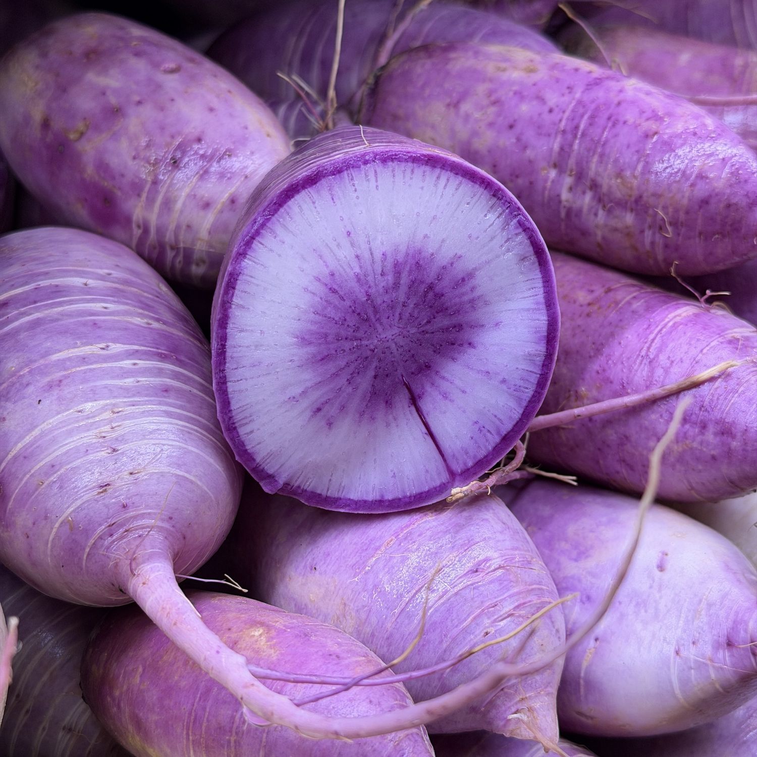 Purple Daikon Radish - lb