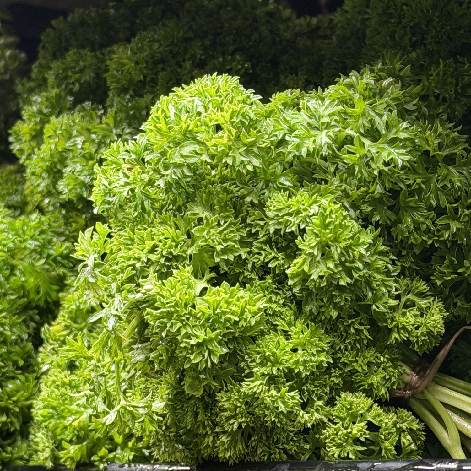 Curly Parsley - bu