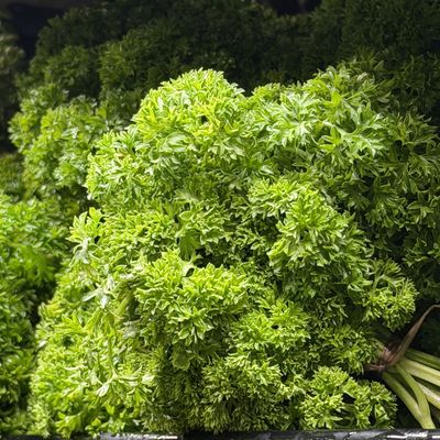 Curly Parsley - bu
