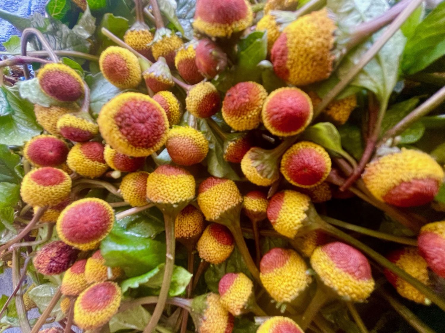 Spilanthes - bu