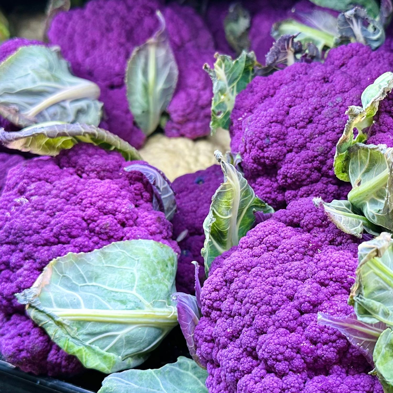 Cauliflower - LB, Color: Purple
