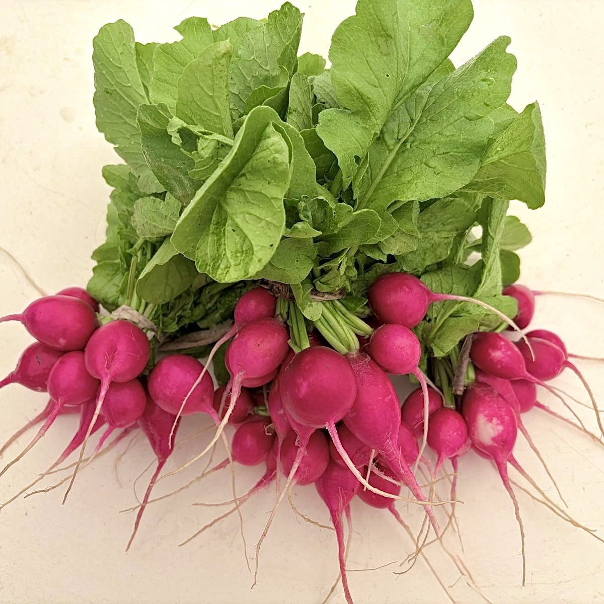 Red Round Radish - lb