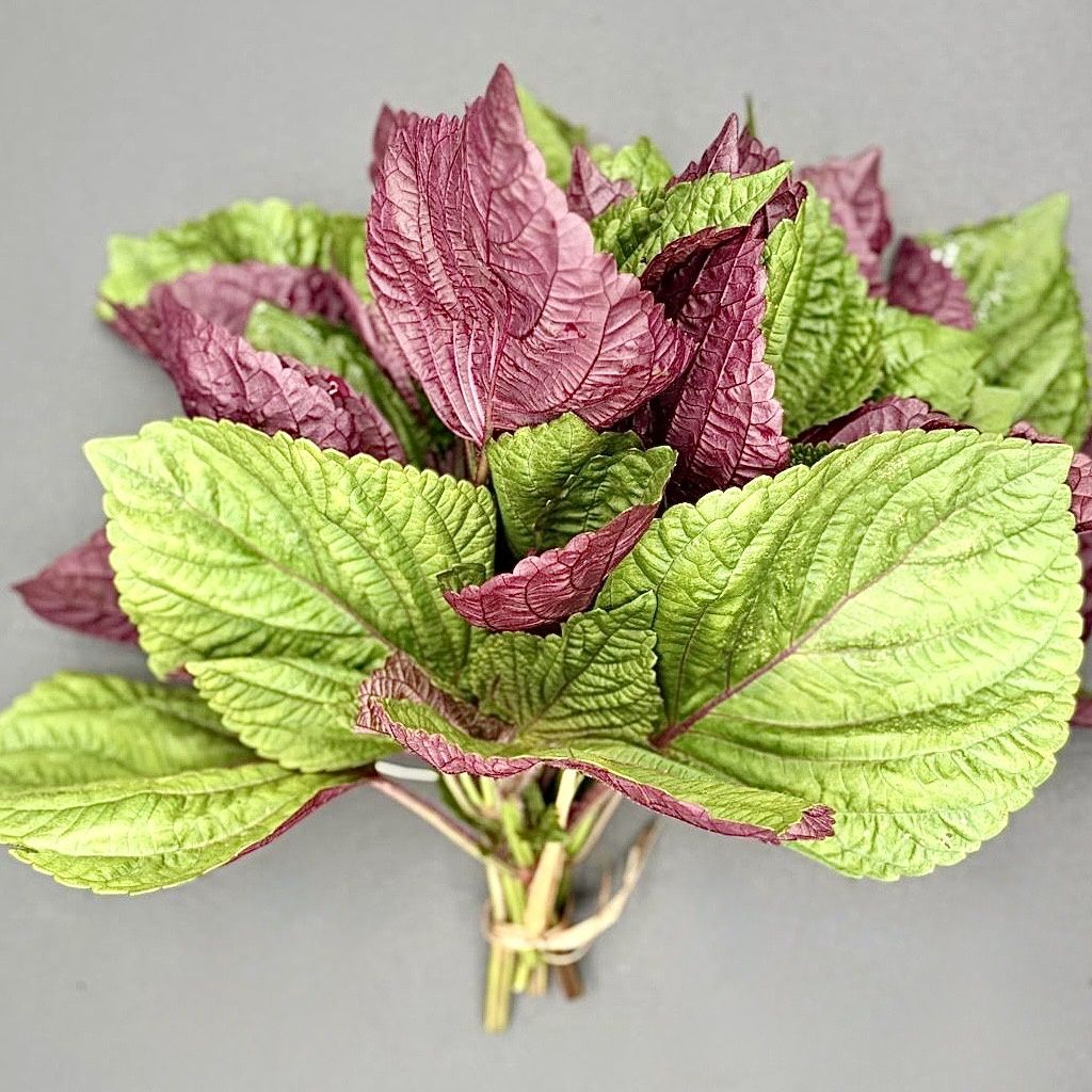 Shiso - EA