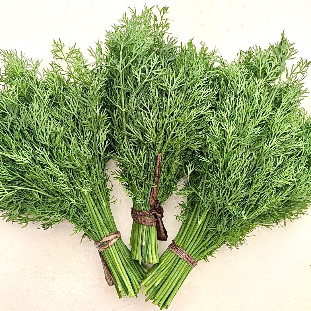 Dill - bu