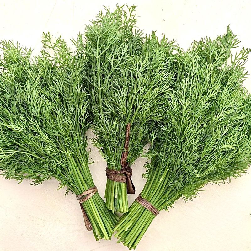 Dill - bu