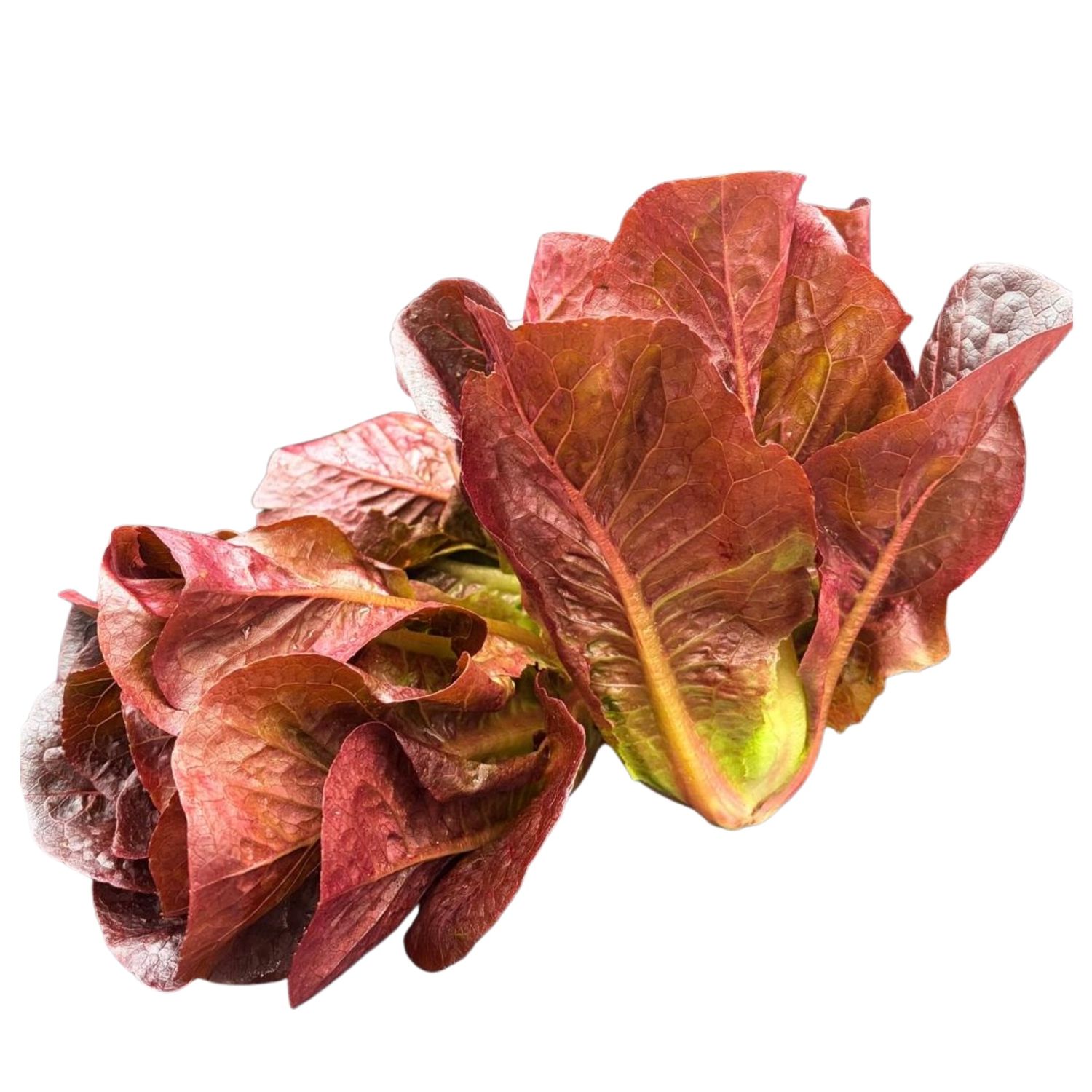 Baby Red Romaine Lettuce - lb