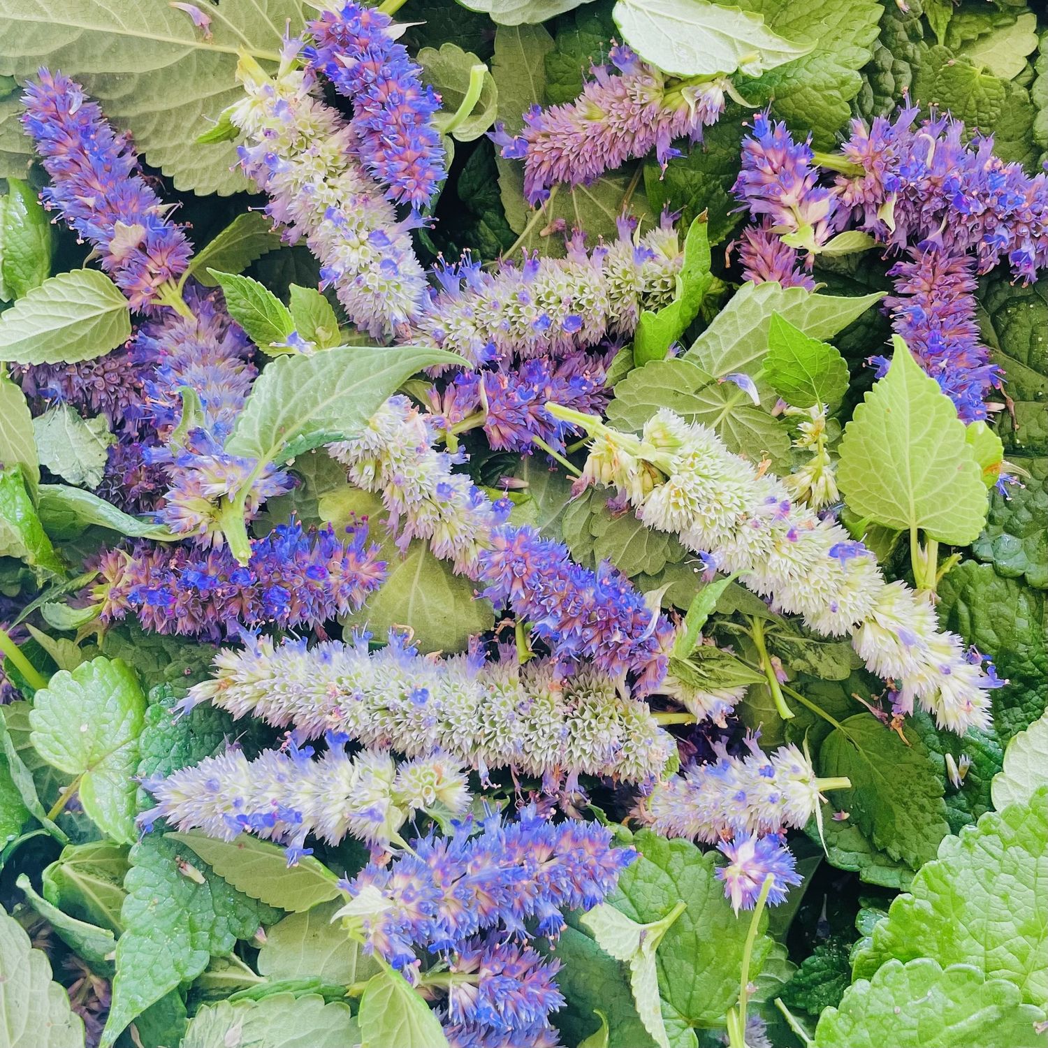 Oko'a Specialty Tea, Flavor: Anise Hyssop