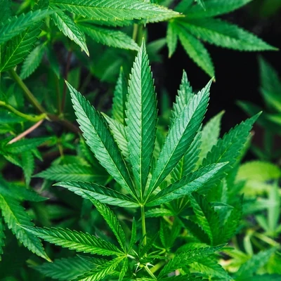 KOI CBD