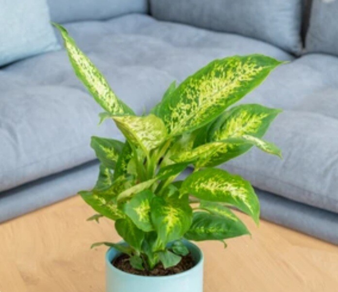 Dumb cane