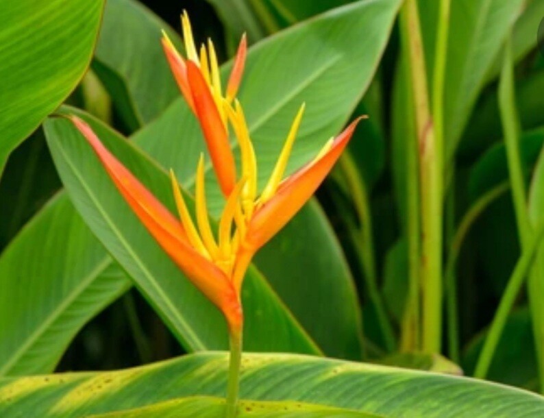 False Bird of Paradise / Parrot&#39;s beak
