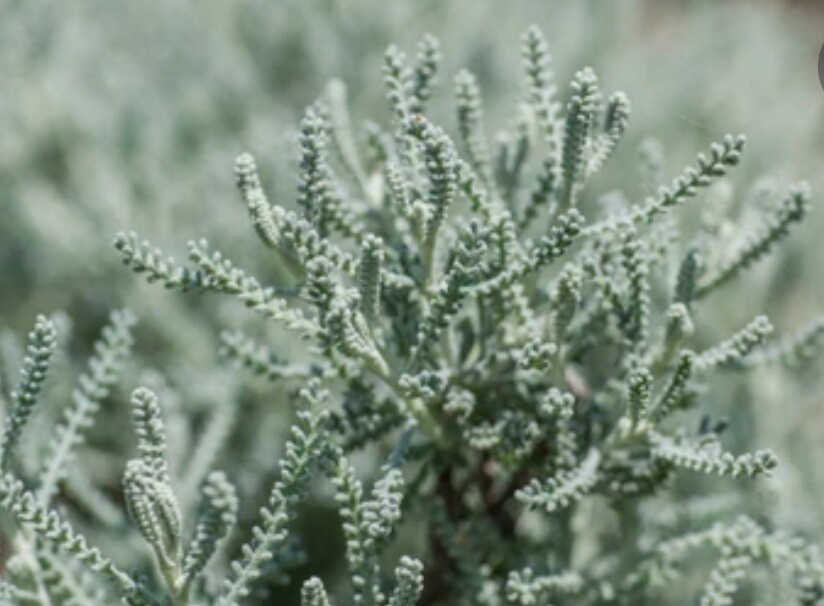 Cotton Lavender