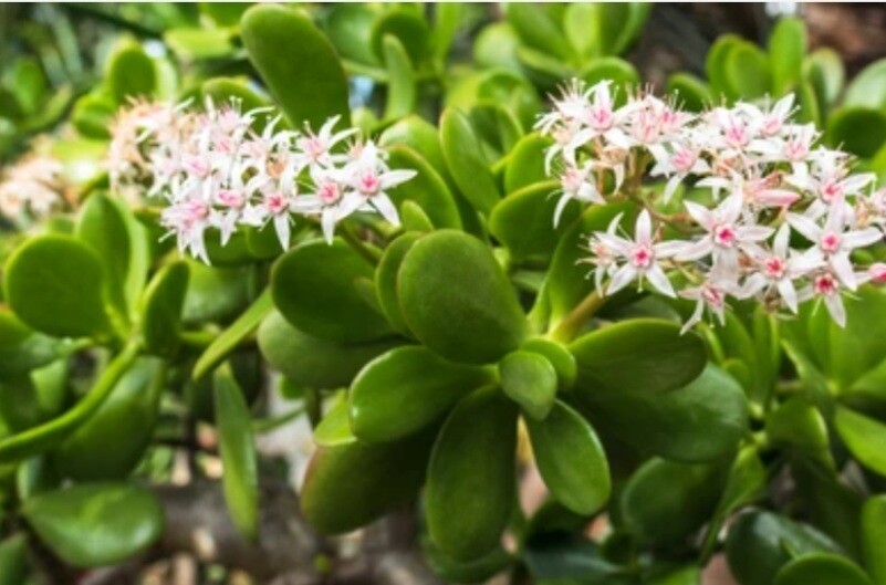 Jade Plant
