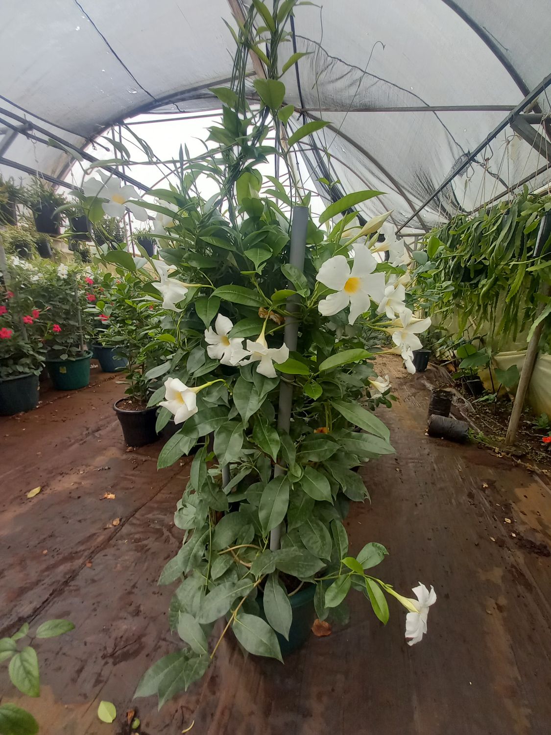 Chilean Jasmine