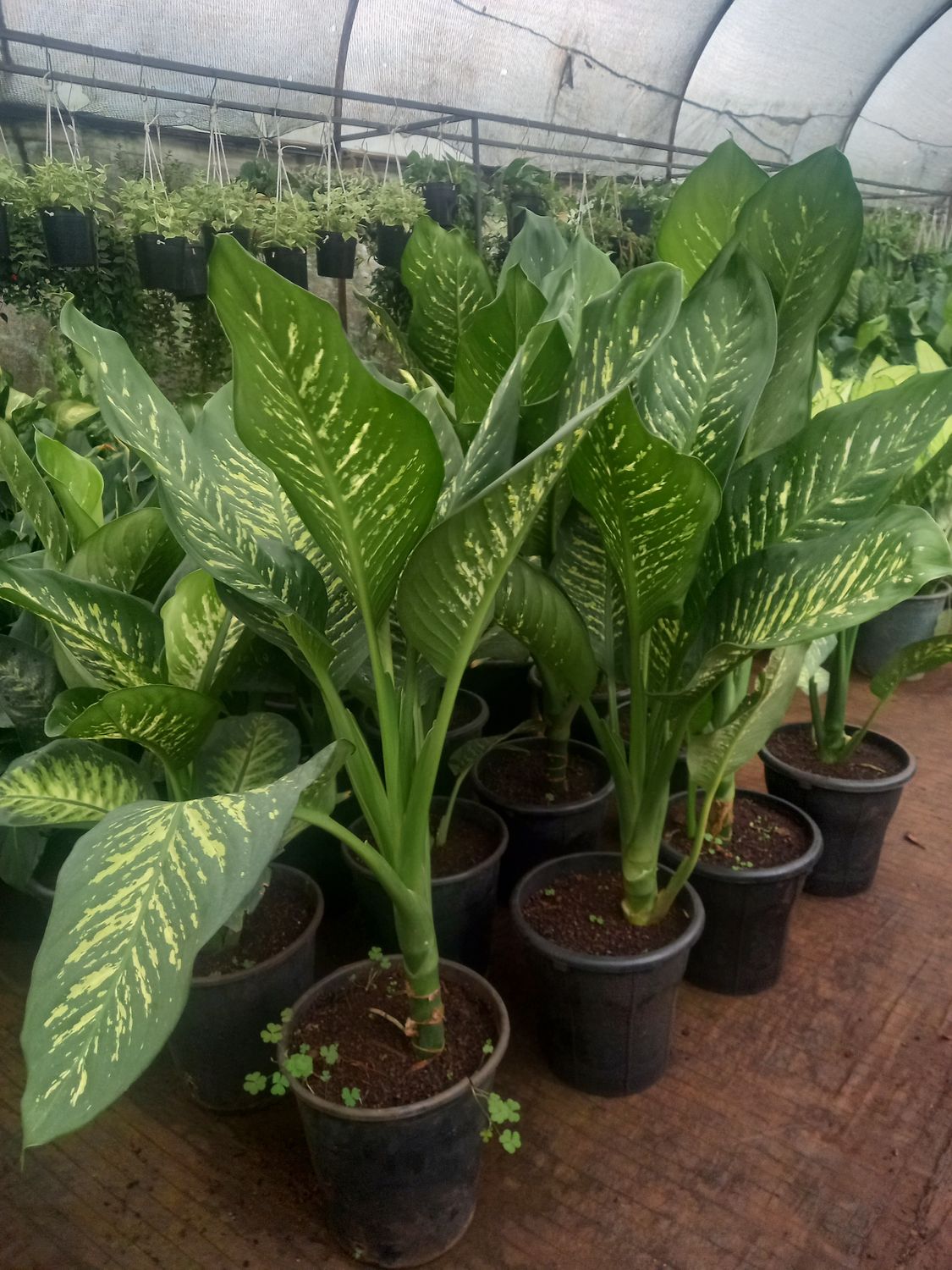 Dieffenbachia