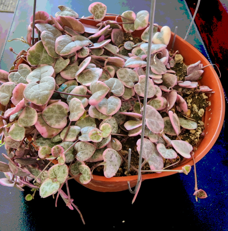 Rare and live, Variegated String of hearts, Ceropegia woodii, full pot and long strings, rooted ships 6 inch pot 
 String of hearts,