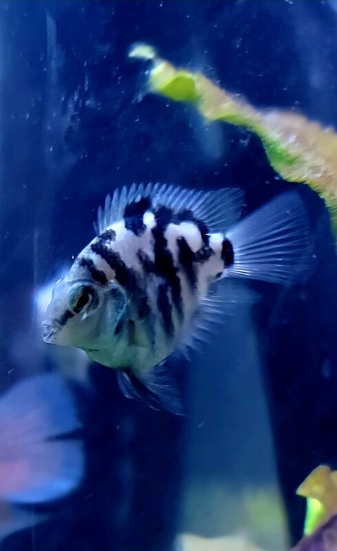 Polar Blue Chiclid