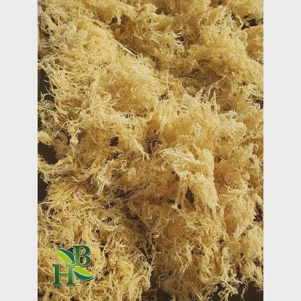 Herb To Body, Irish Sea Moss Wildcrafted, 4 oz.
