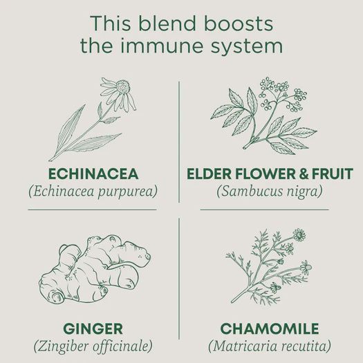 TRADITIONAL MEDICINALS , Echinacea Plus Elderberry Tea