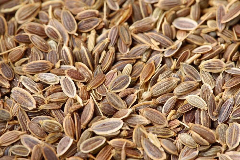 Dill Seeds (Sold In Bulk)