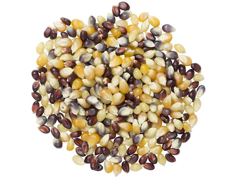 Multi Color Popcorn (Sold In Bulk)