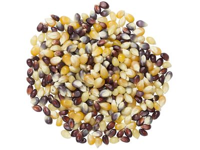 Multi Color Popcorn (Sold In Bulk)