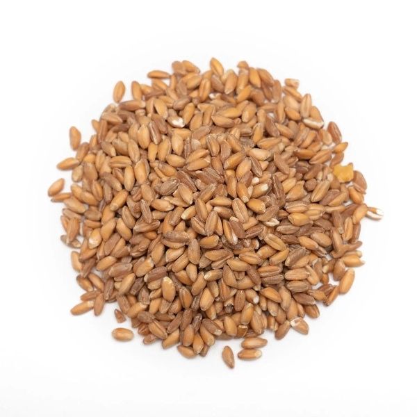 Red Wheat Berries Organic (Sold In Bulk)