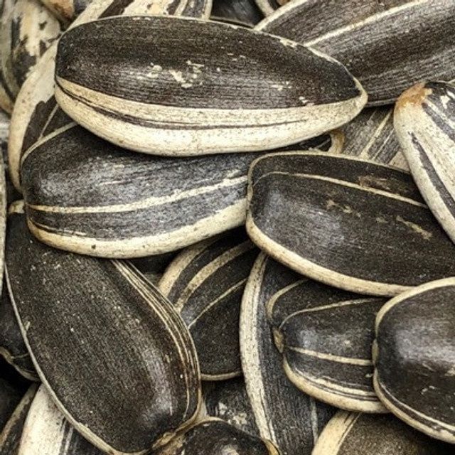 Sunflower Seeds In Shell (Sold In Bulk)