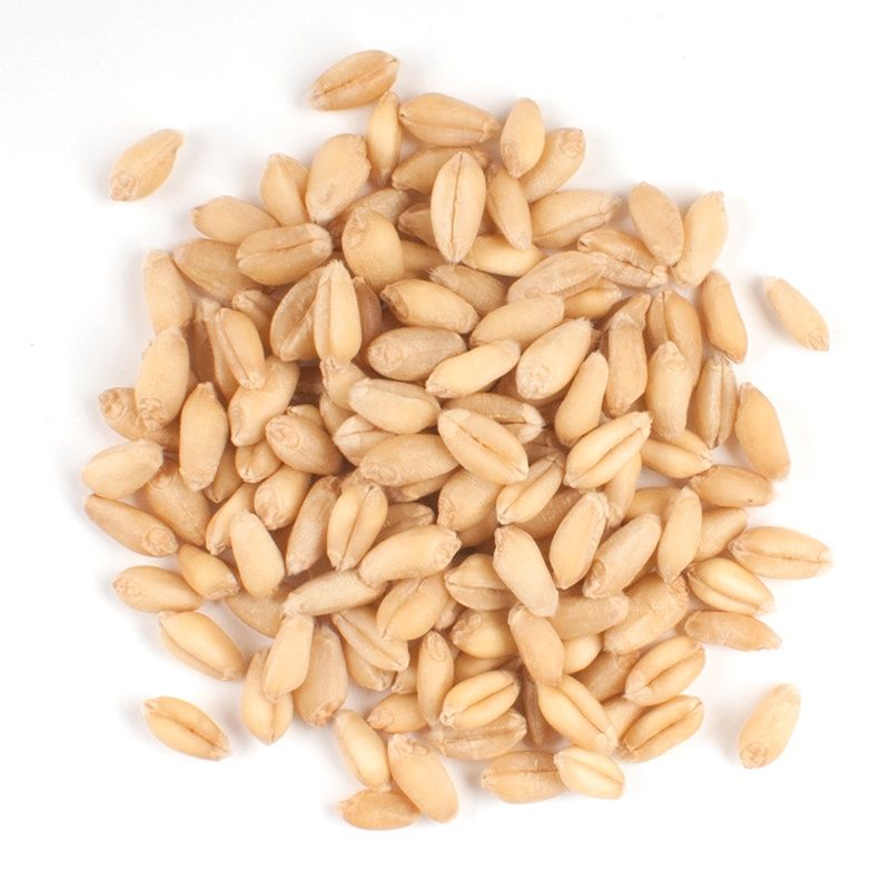 White Wheat Berries Organic (Sold In Bulk)