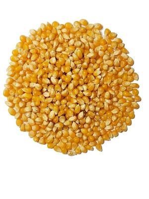 Yellow Popcorn Kernels Organic (Sold In Bulk)