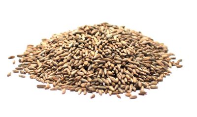 Whole Rye Grain Organic (Sold In Bulk)
