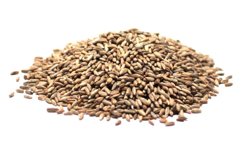 Whole Rye Grain Organic (Sold In Bulk)
