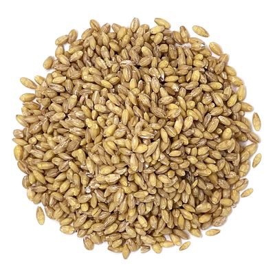 Whole Barley Organic (Sold In Bulk)