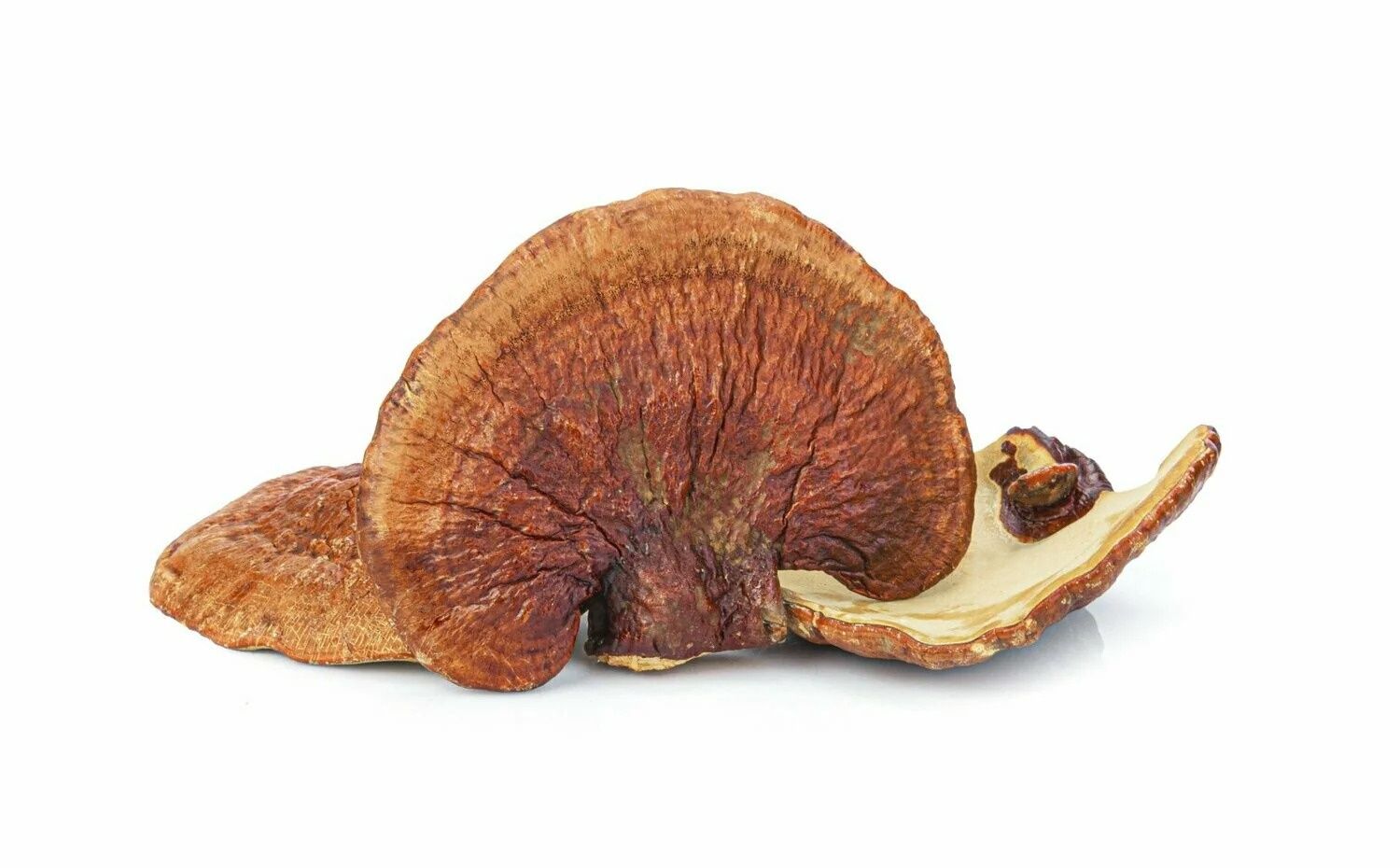 Reishi Mushrooms (Sold In Bulk)