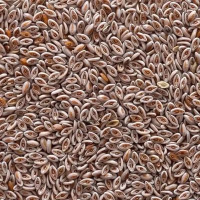 Psyllium Seed Whole Organic (Sold In Bulk)