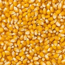 Magic Mushroom Popcorn Kernels (Sold In Bulk)