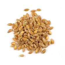 Einkhorn Grain Organic (Sold In Bulk)