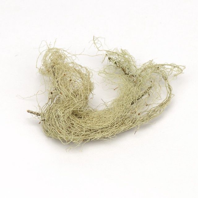 Usnea Lichen Wildcrafted (Sold In Bulk) Usnea Lichen Wildcrafted (Sold In Bulk)