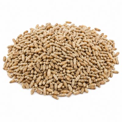 Whole Rye Grain Organic (Sold In Bulk) Whole Rye Grain Organic (Sold In Bulk)