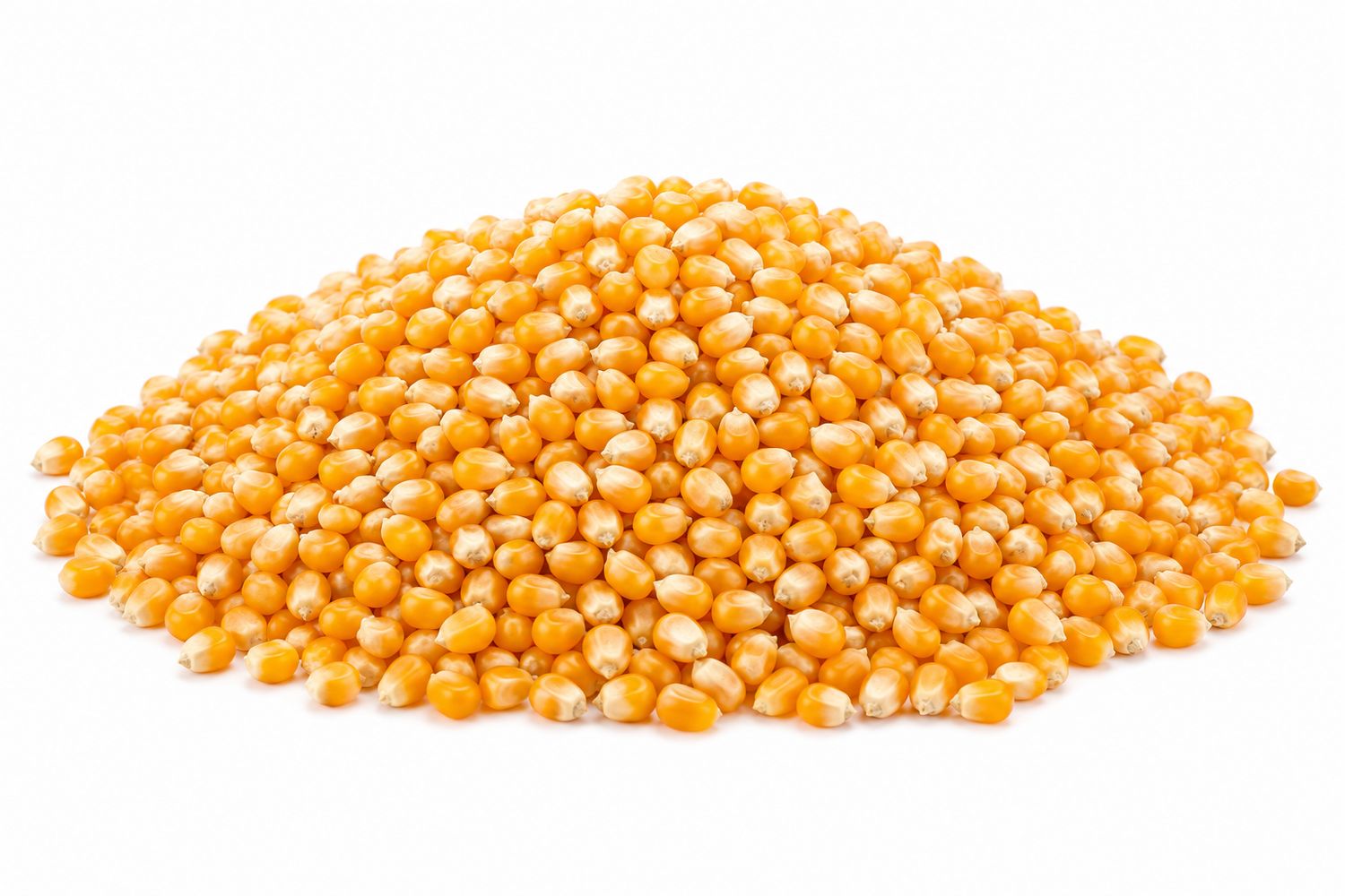 Magic Mushroom Popcorn Kernels (Sold In Bulk)