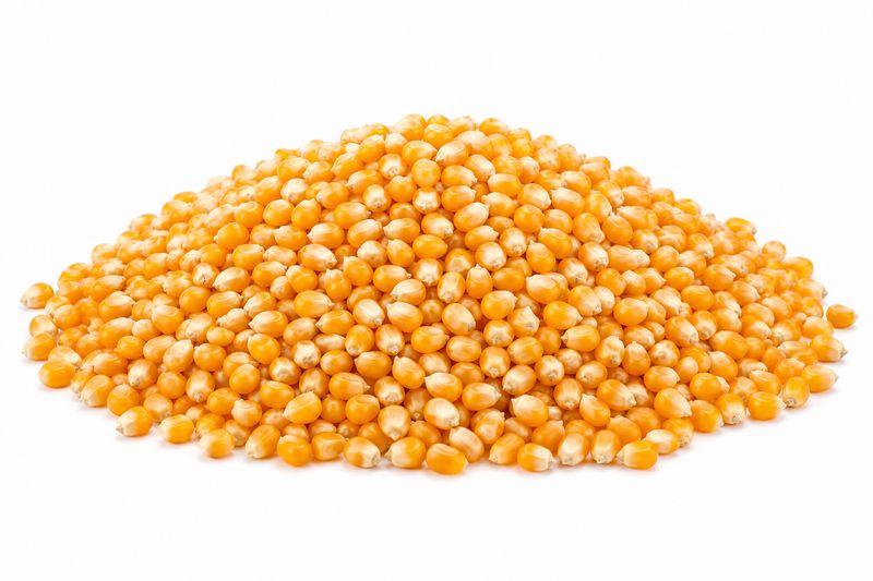 Magic Mushroom Popcorn Kernels (Sold In Bulk)